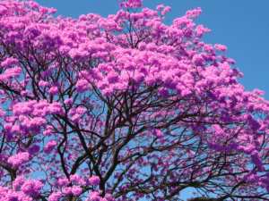 Dica de Fitoterapia Ocidental: Ipê Roxo — Especial Dia da Árvore