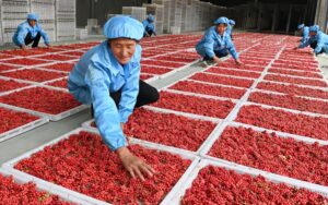 O entusiasmo dos jovens chineses pela saúde reforça a Fitoterapia Chinesa já consagrada pelo tempo